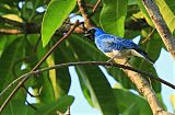 Swallow Tanager